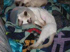 more kittens